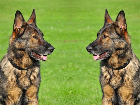 Brindle German Shepherd: A Complete Breed Guide …