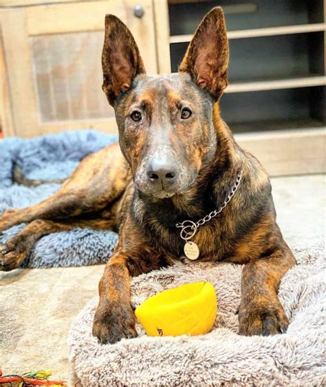 Brindle belgian malinois. The Belgian Malinois is an enthusiastic and quick dog with a natural tendency to be in motion. Males are 24 to 26 inches tall and weigh 55 to 75 pounds (25 to 34 kilograms). Females are 22 to 24 inches and weigh 40 to 60 pounds (18 to 27 kilograms). The coat should be comparatively short and straight, hard enough to be weather resistant, with a ... 