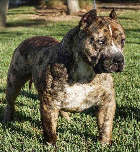 A Merle Exotic Bully is essentially an Exotic Bully that comes in the form of a color named merle. Merle is characterized as a mixture of coat color and pattern that can be seen in many different dog breeds, resulting in a coat with mottled color patches across an otherwise solid colored or piebald skin. Merle coloration can also be accompanied .... 