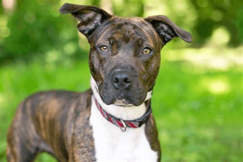 Brindle pit dog. To adopt a dog through the “Pit Bulls & Parolees” program, fill out the adoption application on VRCPitbull’s website, as of May 2015. If the application is approved, you can adopt ... 