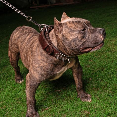 Razor’s Edge Pitbulls were bred to be predominantly blue or brindle coated. While there is more dilution in the bloodline than we know due to overbreeding and poor breeding practices, you can still find good …