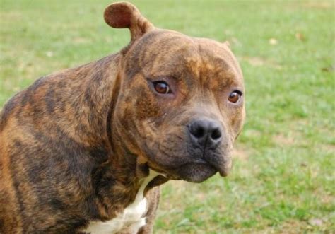 The Brindle Pitbull is a type of Pitbull dog with a special coat that looks tiger-like. Brindle is not a coat color, but rather a coat pattern made of two colors which create stripes. Their base coat is usually a lighter color like fawn, though it can be blue or red too.. 