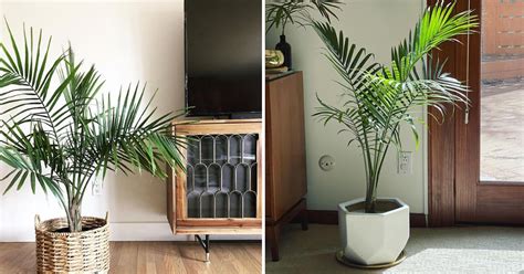 Bring Your Dying Majestic Palm Back To Life - Only 7 Tips