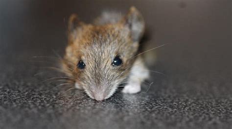 Bring me the mouse. Use 1/4 inch hardware cloth to cover any windows or vents to the outside. Mice can easily fit through anything bigger and can chew through screens. Put in a concrete floor to keep mice from chewing their way through the floor. Fill any holes or crevices with steel wool and cover them. 