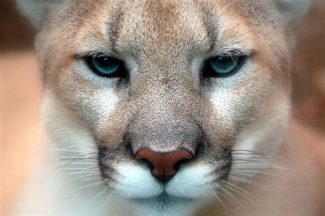 Bringing Back the Cougars - JSTOR Daily