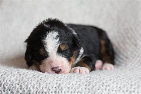 Bringing Home A Bernedoodle Puppy