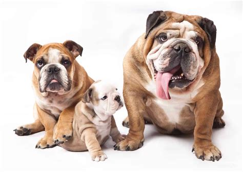 Bringing about a litter of English bulldogs requires artificial insemination of the female