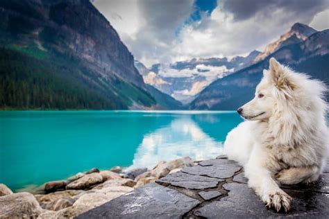 Bringing your dog to Canada: Tips, Tricks and Valuable Info