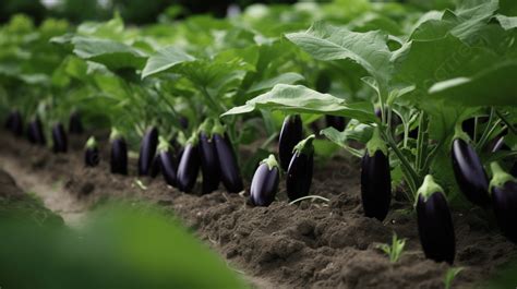 Brinjal Agriculture - Brinjal Farming - Cultivation of Brinjal ...