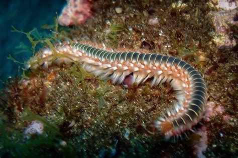 Bristle worms: Identification, Species, Harmful and …