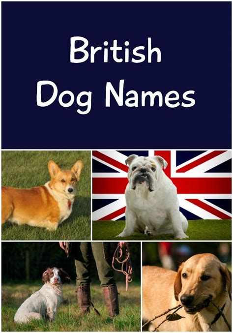 British Dog Names – 145 Awesome Ideas for Your Pup …