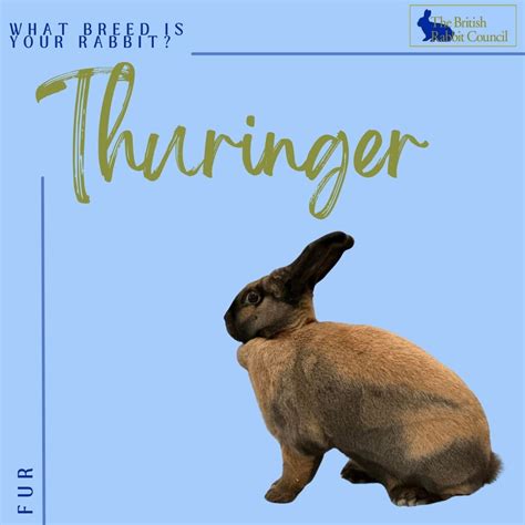 💦 British Rabbit Leaks [PPV]