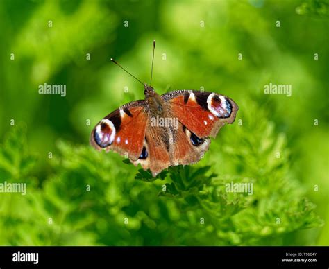 British butterflies uk Stock Photos and Images - Alamy