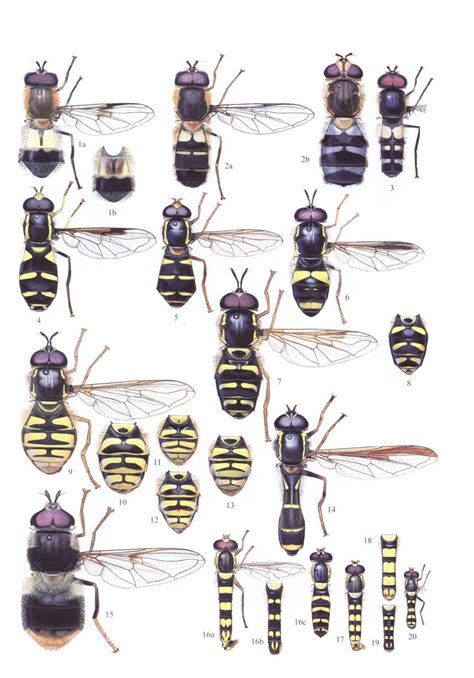British hoverflies an illustrated identification guide. - Emc symmetrix vmax series physischer planungsleitfaden.