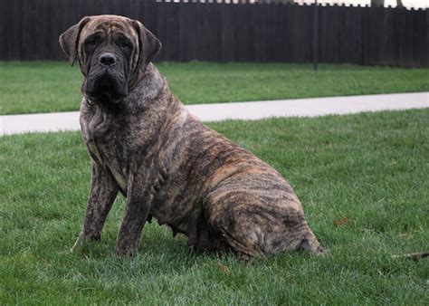 British mastiff for sale. Things To Know About British mastiff for sale. 