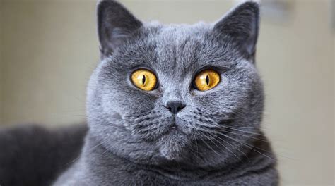British shorthair cat breeder. With a lifetime surrounded by cats from as young as she can remember, Linda is simply ‘cat mad.’ Linda started looking after cats from an early age and would often be found snuggled up on the sofa with the family cat, or volunteering to feed the neighbours cats. She fell in love with British Shorthair and started breeding … 