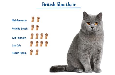 British shorthair cats the complete owners guide to british shorthair. - Gennemførelse af lov nr. 179 af 14. maj 1980 om en værdipapircentral.