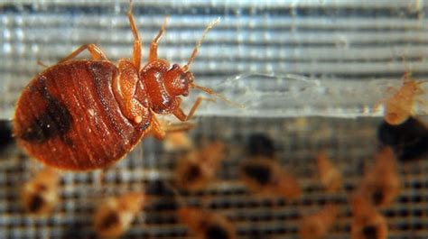 British tourist awarded $375K after staying in bedbug-infested Hollywood Hills vacation rental