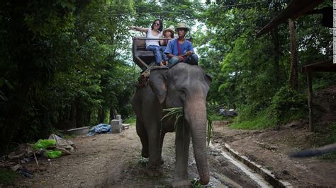 British tourist killed by elephant on trek in Thailand