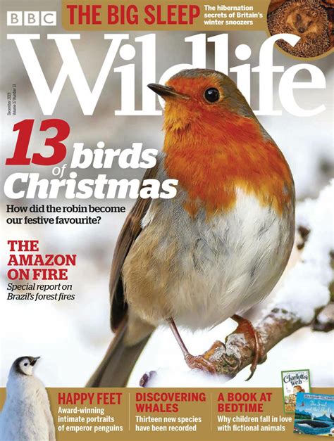 British wildlife in December BBC Wildlife Magazine - Discover …