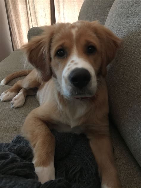 Brittany Spaniel Golden Retriever Mix Puppies For Sale