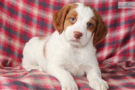 Oct 25, 2023 · Before searching "Brittany Spaniel puppies for sale near me", review their average cost below. The current median price for all Brittany Spaniels for sale is $850.00. This is the price you can expect to budget for a Brittany Spaniel with papers but without breeding rights nor show quality. Expect to pay less for a Brittany Spaniel puppy for ... . 