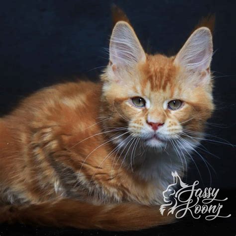 Britton Kitten Onlyfans Leak