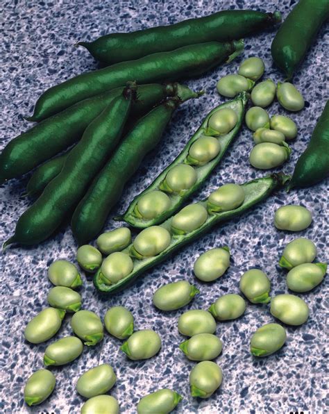 Broad Bean Stereo - Moreveg