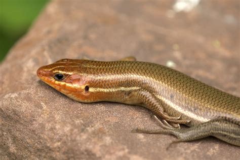 Broad-headed Skink The Maryland Zoo