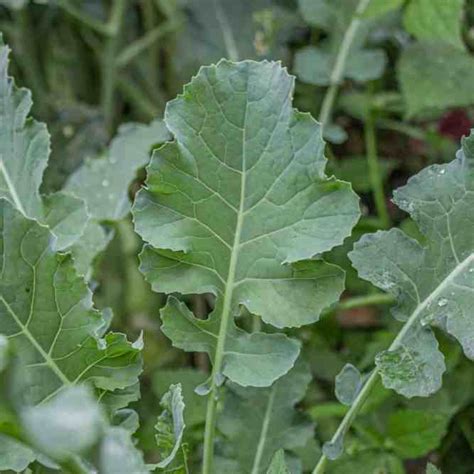 Broccoli Leaves - FORAGER CHEF