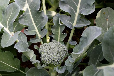 Broccoli plant. Simply pat the soil over your seeds with your fingers if planting in peat pots. 6. Water thoroughly after sowing broccoli seeds. Drench the soil, but be sure not to leave puddles of water, broccoli enjoys good drainage. If you planted the seeds indoors, use a spray bottle to dampen the soil. 7. 