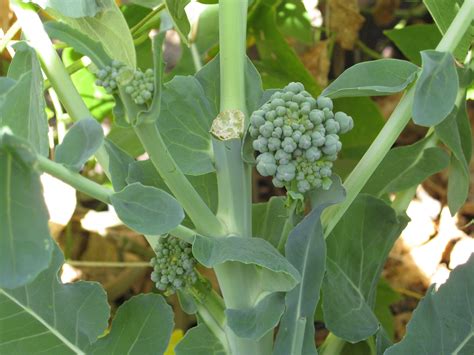 Broccolini plant. Things To Know About Broccolini plant. 