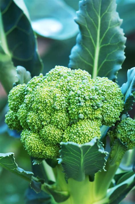 Brocoli plant. Measure the seeds. To make about 1⁄2 pound (230 g), you need to start with 3 tablespoons (44.4 ml) (45 g) of broccoli seeds. You'll also need fresh, filtered water to soak and rinse the seeds multiple times each day over the 7 to 10 days needed to grow the sprouts. 3. Combine the seeds with filtered water in the jar. 