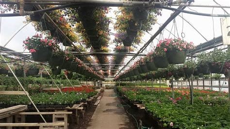 Broman's greenhouse. Broman's Greenhouse LLC, Rogers, Minnesota. 500 likes · 1 talking about this · 90 were here. Retail and Wholesale Bedding and Vegetable Plant supplier. Fresh Vegetables available in season. 
