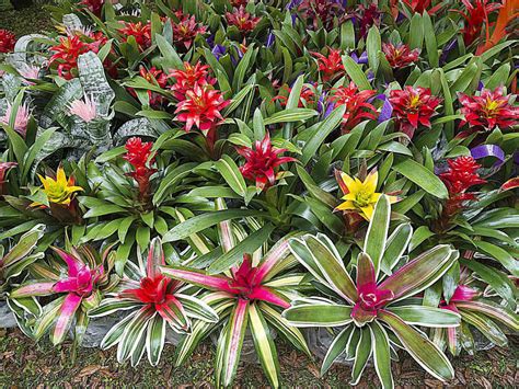 Bromeliad Care: How To Tips On Growing Bromeliad …