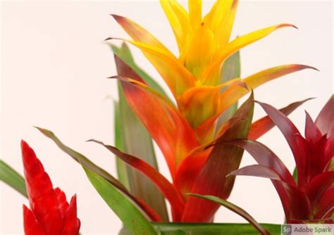 Bromeliad Care Guide: How to Grow this Beautiful Plant Indoors