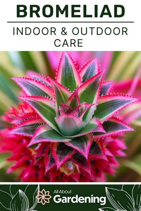 Bromeliad Care Guide: Top Tips for Bromeliaceae