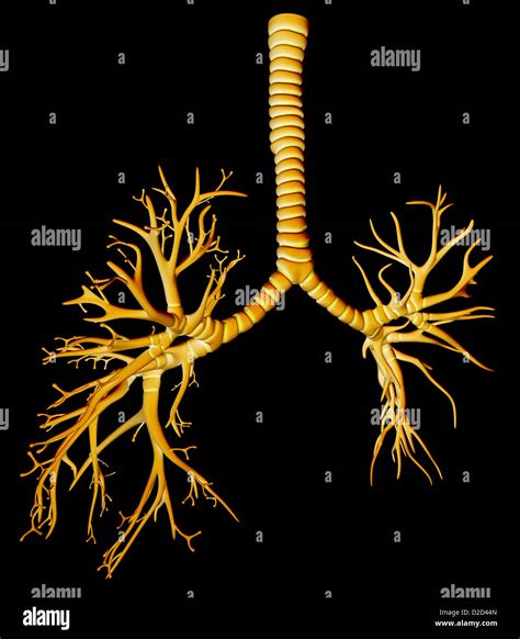 Bronchi and bronchioles - Humanitas.net