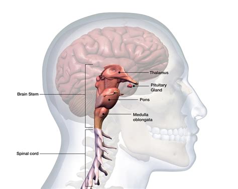 It is located between the diencephalon (thalamus and hypothalamus region) and the spinal cord. . Bronstem