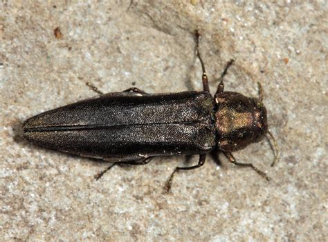 Bronze Birch Borer - Rainbow Ecoscience