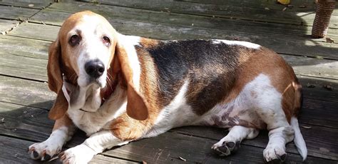 New Adopters Guide; Apt. Living with Basset; The Do