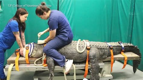 Brooke, 376-pound gator, recovering after checkup at UF, ear infection diagnosis