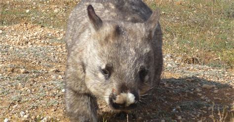 Brookfield Conservation Park - National Parks and Wildlife …