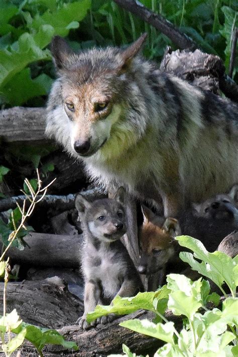 Brookfield Zoo Mexican wolf puppies arrive in wild dens of Arizona, New Mexico