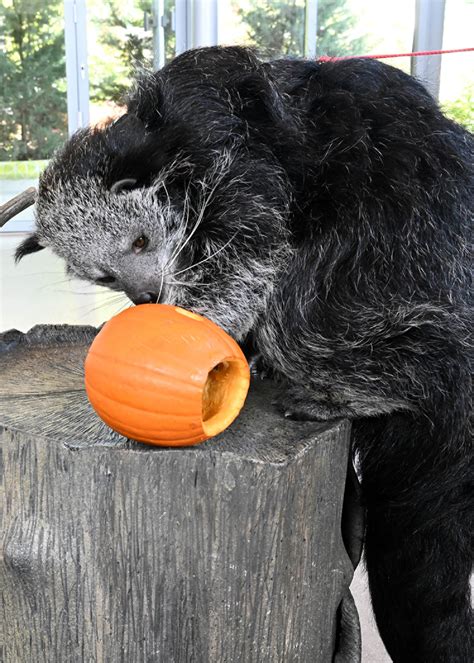 Brookfield Zoo animals enjoy Halloween-themed pumpkins