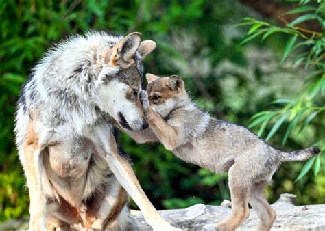 Brookfield Zoo names 2-month-old wolf pup after Native American tribe