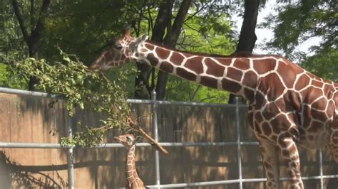Brookfield Zoo receives $40M donation