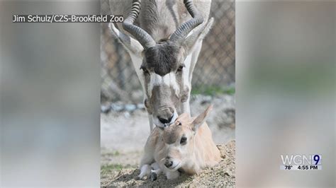 Brookfield Zoo welcomes birth of rare addax