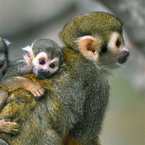 Brookfield Zoo welcomes new baby monkeys