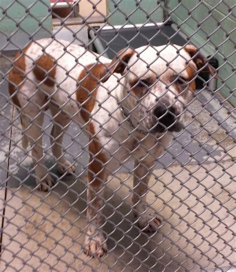 Brookhaven animal shelter. Things To Know About Brookhaven animal shelter. 